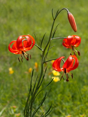 Lilien: Foto von Gartenblumen mit Beschreibung von Pflanzung und Pflege, Anbau