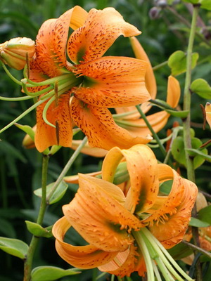 Lilies: photo of garden flowers with a description planting and care, cultivation