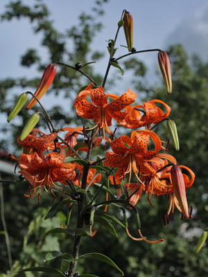 Lirios: foto de flores de jardín con descripción de plantación y cuidado, cultivo.