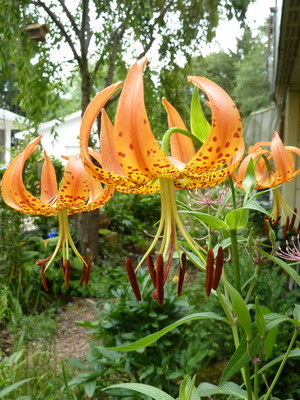 Lilies: photo of garden flowers with a description planting and care, cultivation