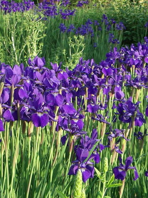 Flores de iris: una foto de una planta con una descripción de las especies y variedades.