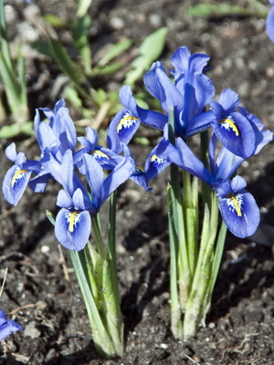 Iris flowers: a photo of a plant with a description of the species and varieties