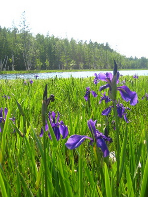 Iris flowers: a photo of a plant with a description of the species and varieties