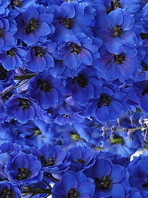 Delphinium flowers: photo, description of varieties and species