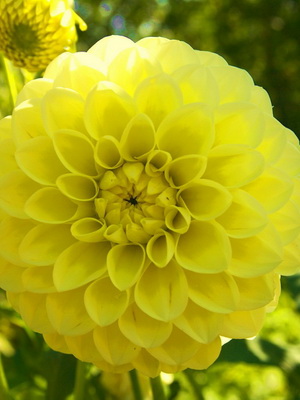 Dahlias: species, varieties with photos and descriptions planting and care, cultivation
