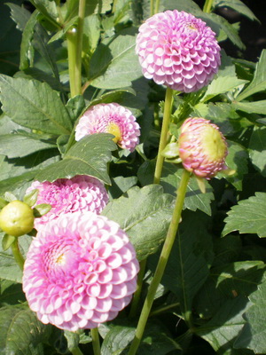 Dahlias: species, varieties with photos and descriptions planting and care, cultivation