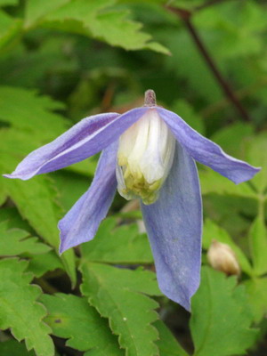 Clematis flowers: their varieties and photos planting and care, cultivation