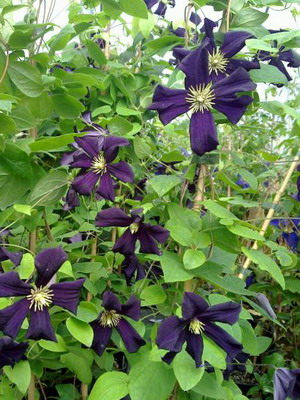 Clematis flowers: their varieties and photos planting and care, cultivation