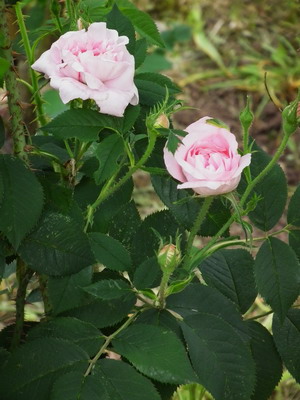 Names and descriptions of rose flowers with photo planting and care, cultivation