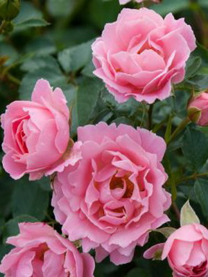 Names and descriptions of rose flowers with photo planting and care, cultivation