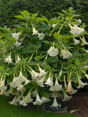 Brugmansia golden planting and care, cultivation