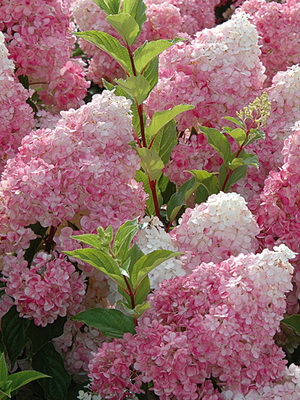 Garden hydrangea flower: description of species and varieties in the photo planting and care, cultivation