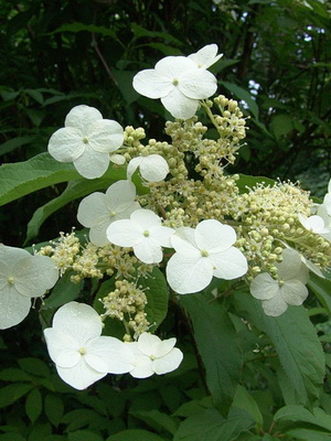 Garden hydrangea flower: description of species and varieties in the photo planting and care, cultivation