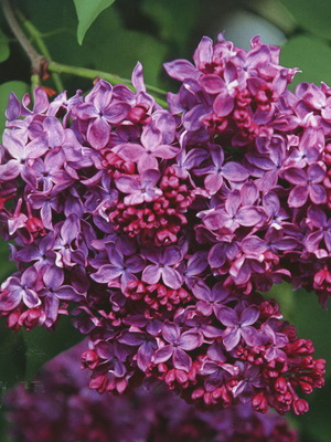 Lilac flowers planting and care, cultivation