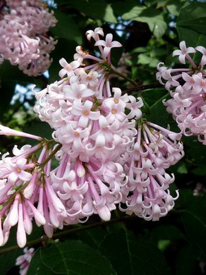 Lilac flowers planting and care, cultivation