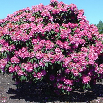 Rhododendrons in the garden: growing and care