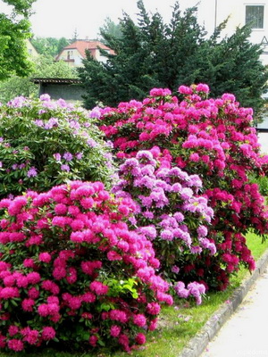 Rhododendrons in the garden: growing and care