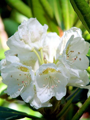 Rhododendron flower planting and care, cultivation