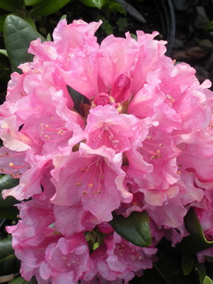 Rhododendron flower planting and care, cultivation