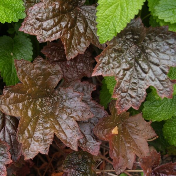 Heuchera flowers planting and care, cultivation