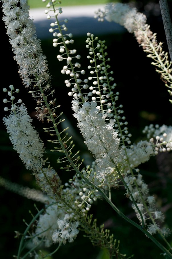 black cohosh in the photo