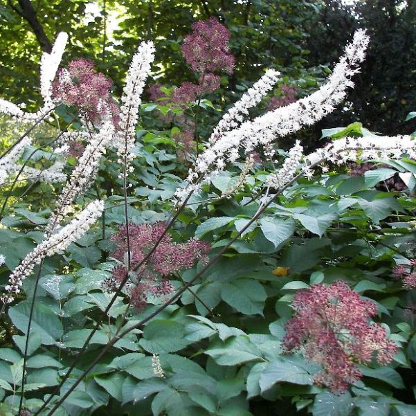 black cohosh in the photo