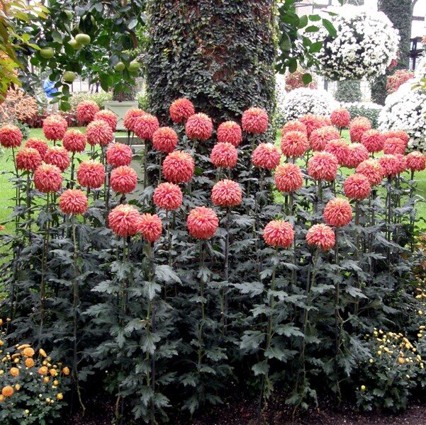 shaped bushes of garden chrysanthemums