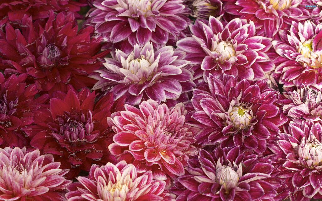 How to plant and grow chrysanthemums in the garden