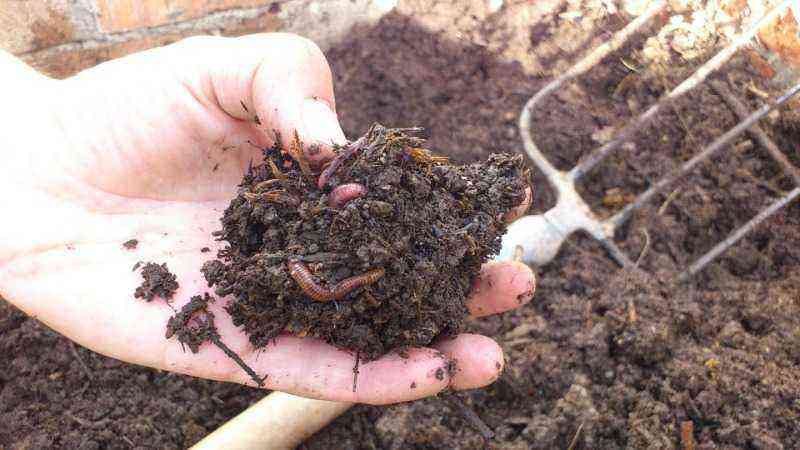 4 طرق سهلة لاختبار جودة التربة دون الحاجة إلى اختبارات مشتراة