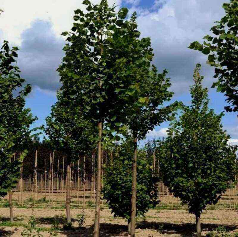 6 variedades de tília compacta que podem ser plantadas junto à cerca ou ao longo dos caminhos