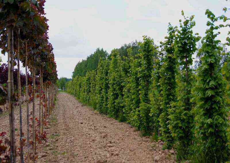 6 varieties of compact linden that can be planted by the fence or along the paths
