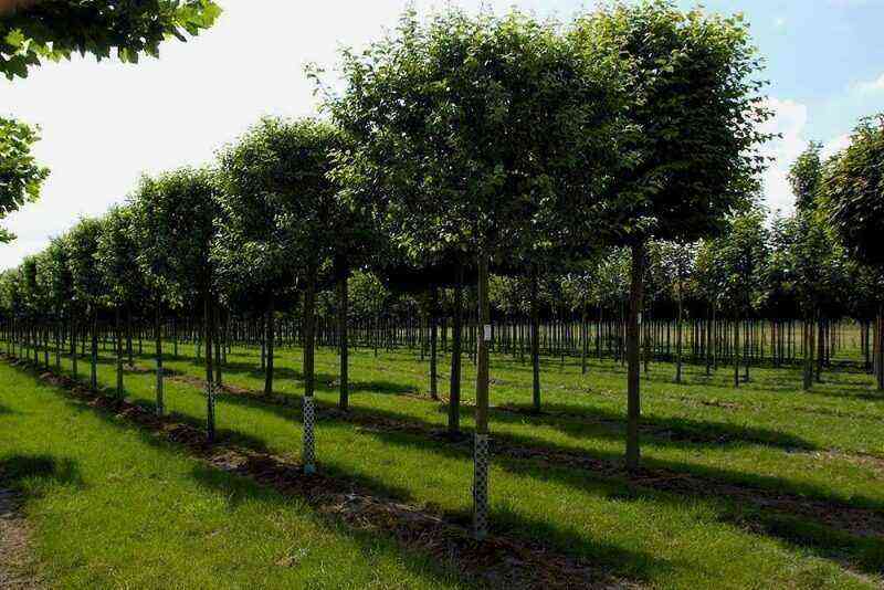6 varieties of compact linden that can be planted by the fence or along the paths