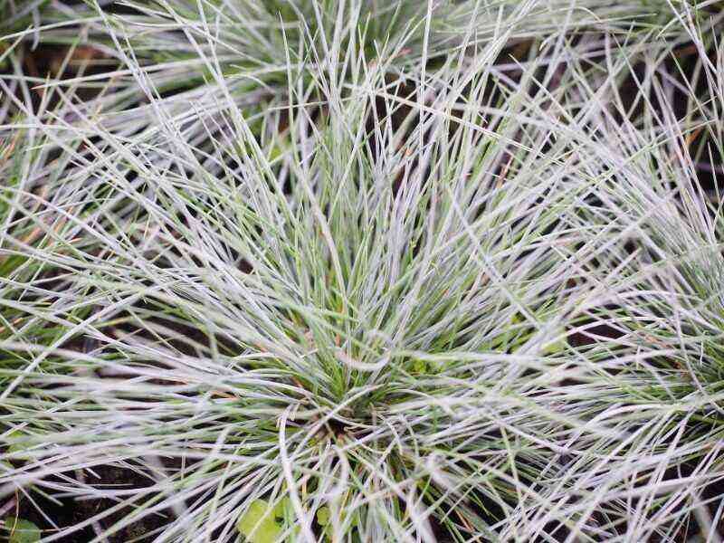Weeds that can be used to decorate garden plots