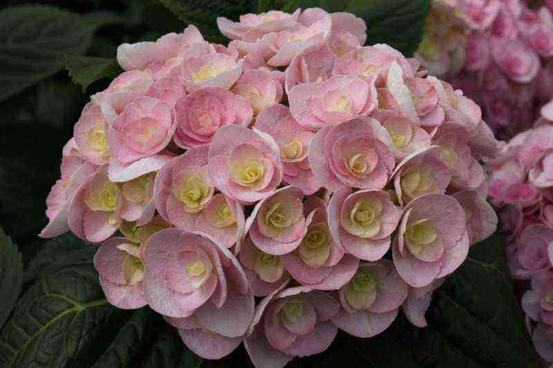 6 varieties of hydrangeas that will bloom beautifully several times per season