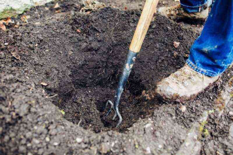 5 rules for transplanting roses in autumn so that they will definitely start