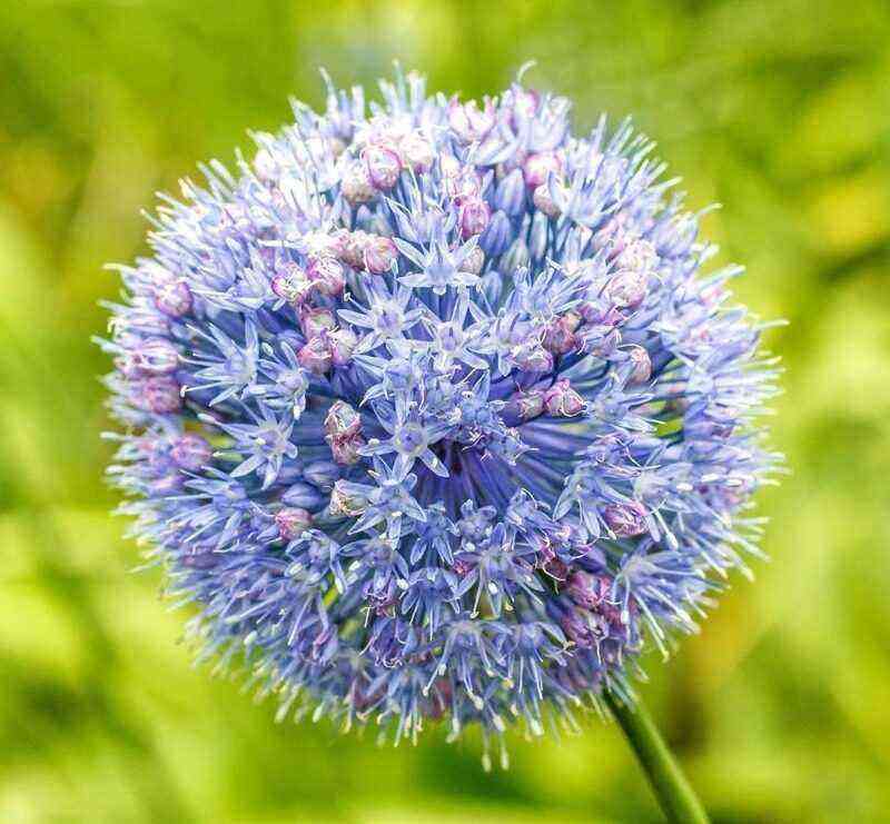 We plant 7 alliums in September and admire the beautiful "balls" all next summer