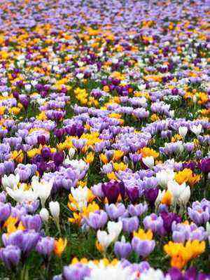 Kevätkrookus: kuvaus lajikkeista ja istutusolosuhteista