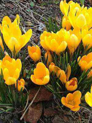 Spring flower crocus: description of varieties and conditions for planting