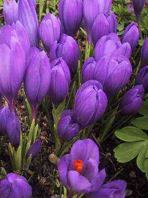 Spring flower crocus: description of varieties and conditions for planting