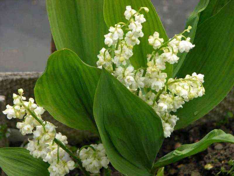 Zeit, Maiglöckchen zu pflanzen: 7 Sorten, die Sie im Frühling mit ihrem ungewöhnlichen Aussehen und Aroma überraschen werden