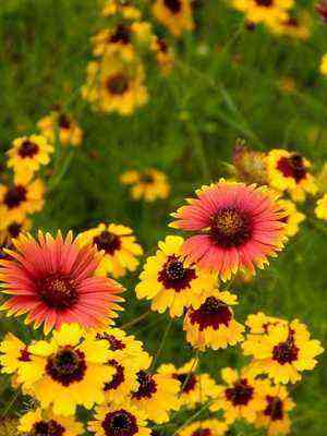 Gaillardia: types and varieties of flowers, plant reproduction