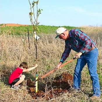Rules for spring planting and care of seedlings of fruit trees