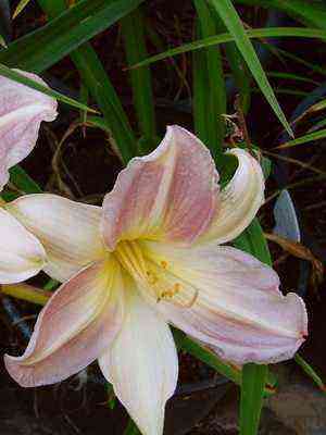 Daylily flower: description, planting and care