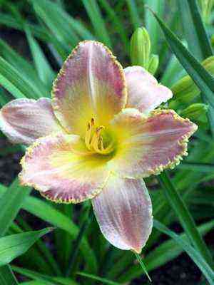 Daylily flower: description, planting and care