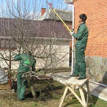 Types and rules for pruning fruit trees