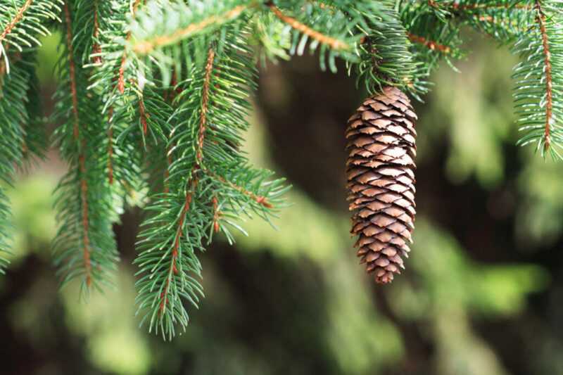 Description and photo of European spruce