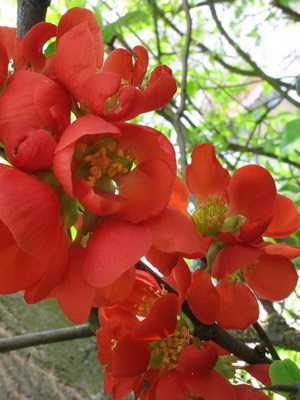 How to plant and care for Japanese quince