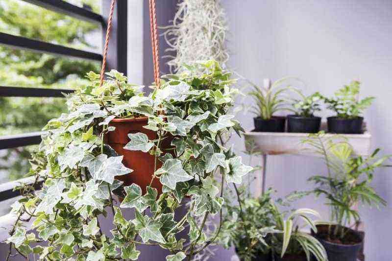 Why are climbing plants dangerous for home and garden