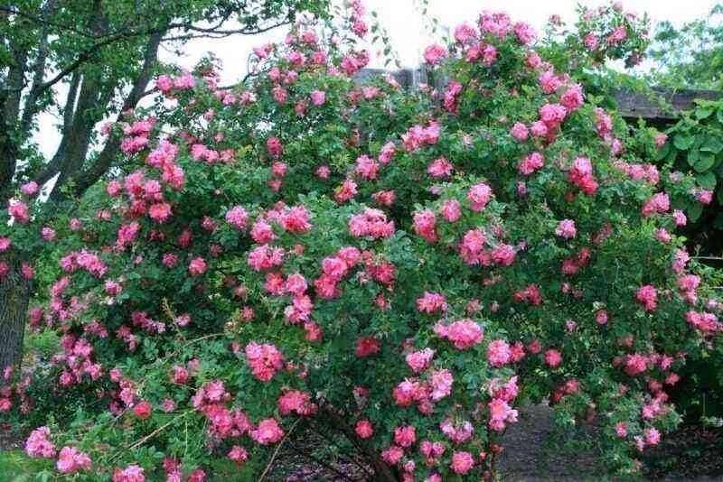 Se pueden plantar 12 variedades de rosas hasta octubre: resistirán incondicionalmente la invernada