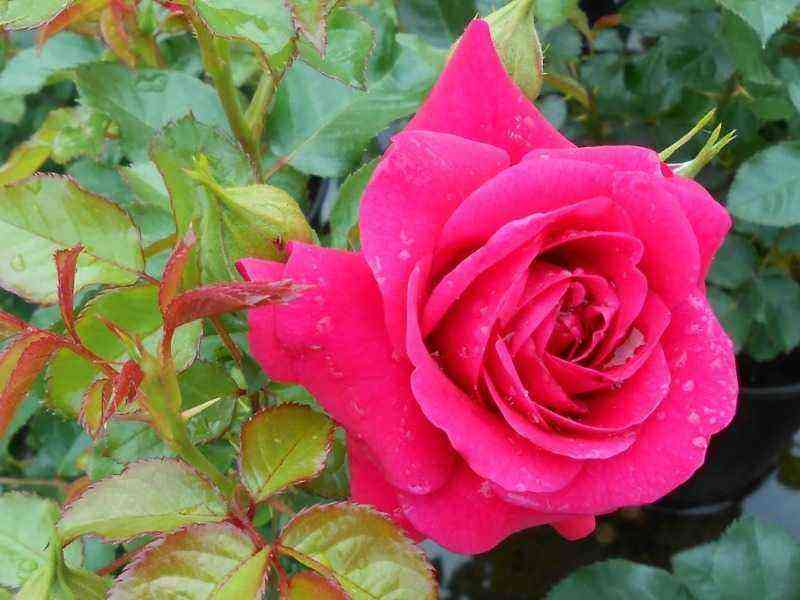 Bis Oktober können 12 Rosensorten gepflanzt werden: Sie überstehen den Winter standhaft